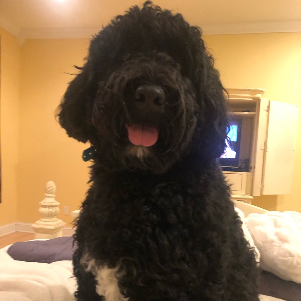 Meet your Posher, Brandy